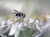 Phasia barbifrons